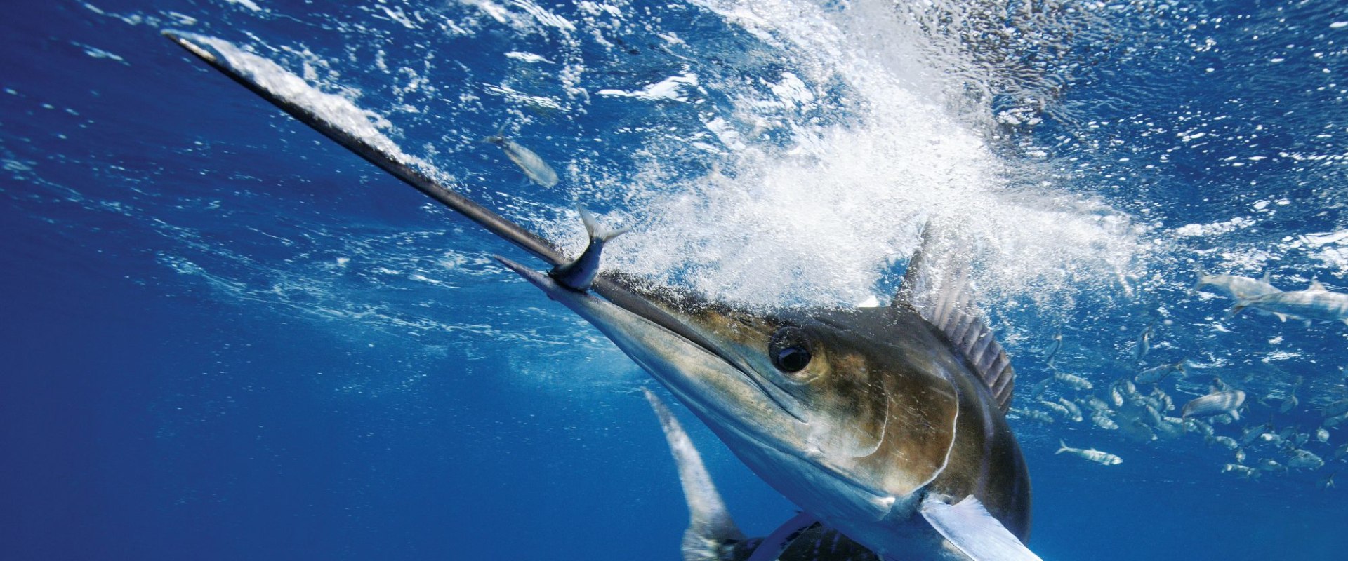 Discovering the Beauty and Adventure of Marlin in Rocky Point